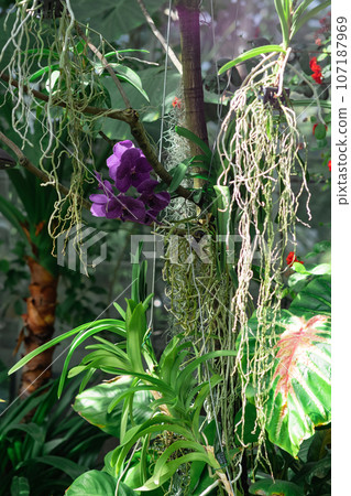 blooming purple moth orchid among tropical vegetation 107187969