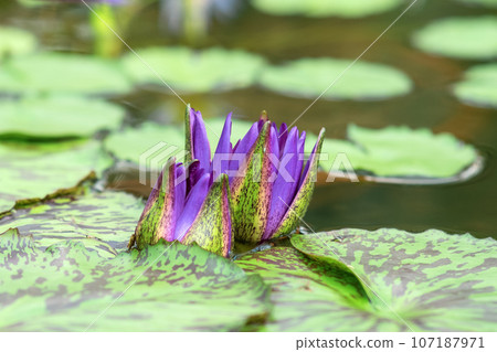 purple buds of a tropical water lily are just starting to open before flowering purple buds of a tropical water lily are just starting to open before flowering 107187971