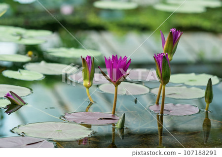 exotic purple waterlilies blooms in water close-up exotic purple waterlilies blooms in water close-up 107188291