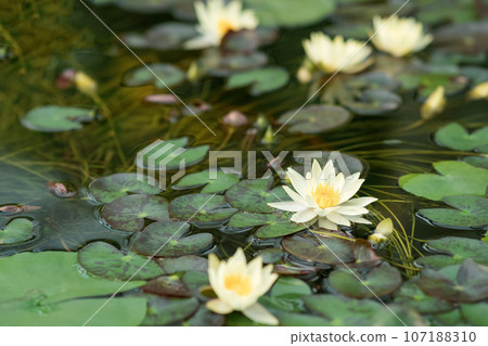 white water lilies blooming in natural habitat white water lilies blooming in natural habitat 107188310