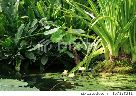 various aquatic and semi-aquatic plants in natural habitat 107188311