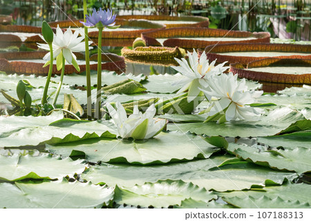 different species of water lilies bloom in the greenhouse of the botanical garden 107188313