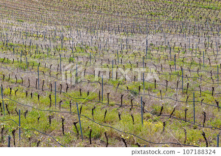 Agricultural spring landscape below the historic town of Salemi on the island of Sicily 107188324