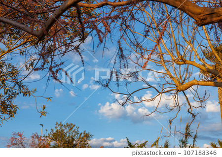 Saline Della Laguna near Marsala, Sicily, Italy 107188346