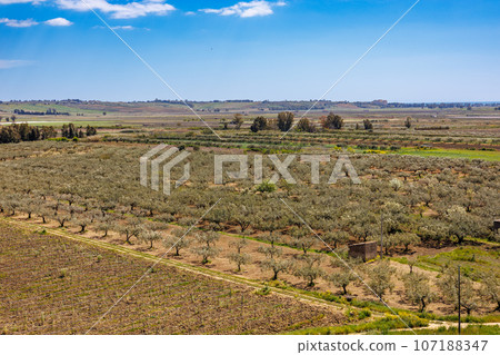 Nature near Castelvetrano in western Sicily 107188347