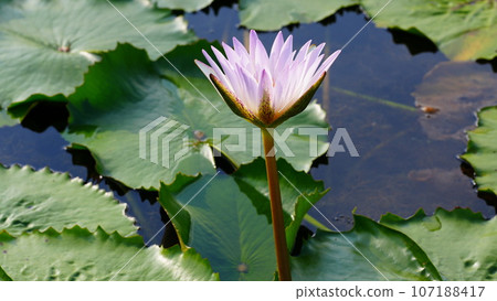 Water lily flower reflected in water Water lily flower reflected in water 107188417