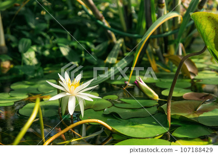 white water lily blooms among aquatic plants white water lily blooms among aquatic plants 107188429
