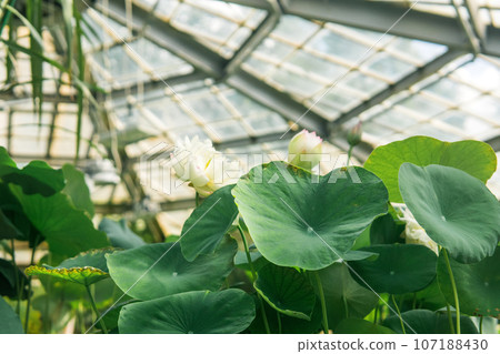 lotuses grow under the dome of a large greenhouse 107188430