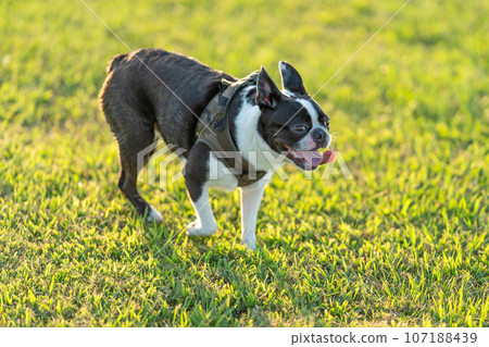Boston Terrier 107188439