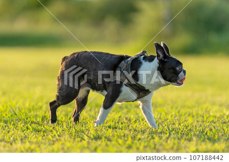 Boston Terrier 107188442