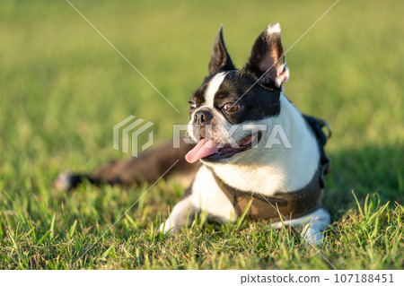 Boston Terrier 107188451