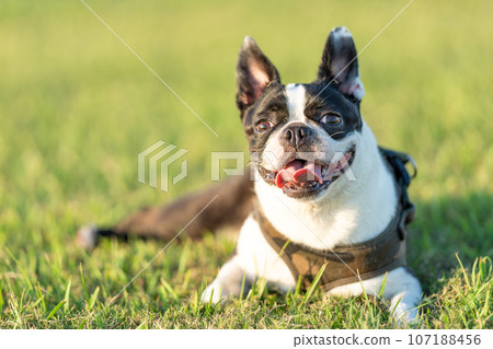Boston Terrier Boston Terrier 107188456