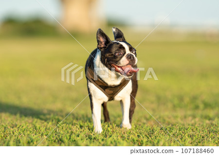 Boston Terrier Boston Terrier 107188460