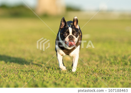 Boston Terrier 107188463