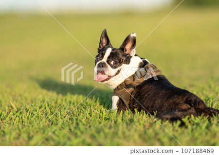 波士頓梗 107188469