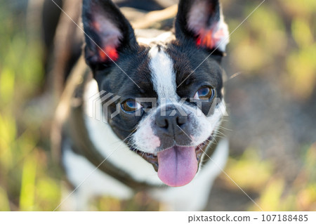 Boston Terrier 107188485