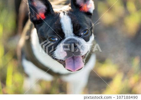Boston Terrier 107188490