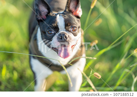 Boston Terrier Boston Terrier 107188512