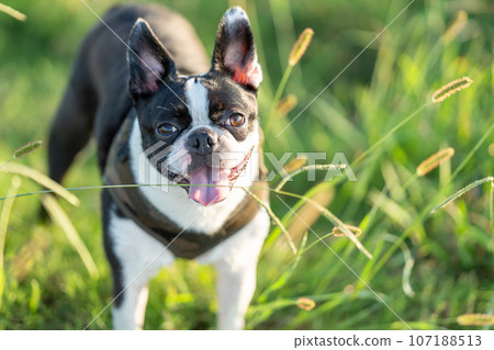 Boston Terrier Boston Terrier 107188513