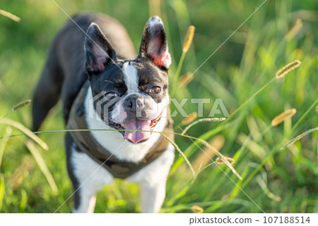 Boston Terrier 107188514