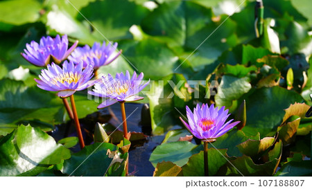 Pretty flowers bloom in bright colors 107188807