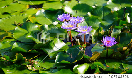 Fairies floating on the water 107188808