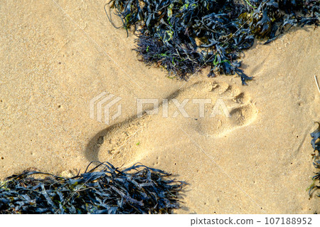 A human footprint in the sea sand. Seaweed washed ashore. Baltic Sea coast sand. The ecological environment is threatened A human footprint in the sea sand. Seaweed washed ashore. Baltic Sea coast sand. The ecological environment is threatened 107188952