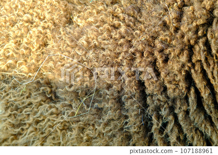 Background texture of light brown wool. Close-up of the surface of sheep's wool. Sunlight on one side Background texture of light brown wool. Close-up of the surface of sheep's wool. Sunlight on one side 107188961