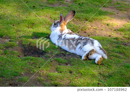 A young rabbit is grazing on green grass on a warm summer day. A trapped animal enjoys nature. Freedom for animals A young rabbit is grazing on green grass on a warm summer day. A trapped animal enjoys nature. Freedom for animals 107188962