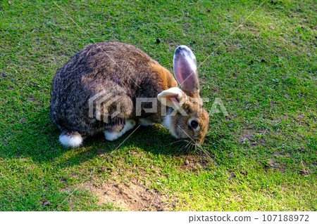 A young rabbit is grazing on green grass on a warm summer day. A trapped animal enjoys nature. Freedom for animals A young rabbit is grazing on green grass on a warm summer day. A trapped animal enjoys nature. Freedom for animals 107188972