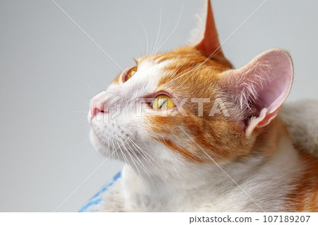 Adorable cute young ginger cat looking curiously while lying on a pet bed. Portrait close up Adorable cute young ginger cat looking curiously while lying on a pet bed. Portrait close up 107189207
