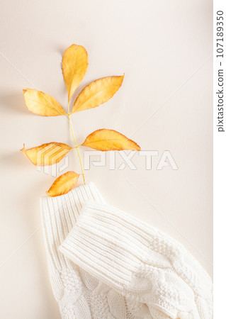 Branch with yellow autumn leaves in the sleeves of a warm knitted sweater vertical view Branch with yellow autumn leaves in the sleeves of a warm knitted sweater vertical view 107189350