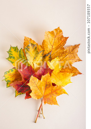 Atmospheric beautiful bouquet of colored autumn maple leaves on beige top and vertical view 107189357