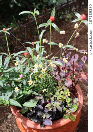 Autumn flower group planting Autumn flower group planting 107189380