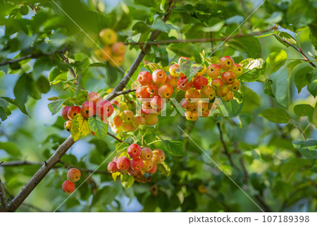 Bright scenic branches of crab apple tree branch with red apples. Natural colors Bright scenic branches of crab apple tree branch with red apples. Natural colors 107189398