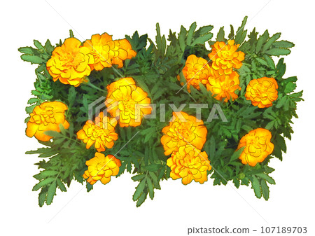 Marigold Yellow Marigold Yellow 107189703