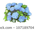 繡球花藍 繡球花藍 107189704