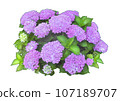 繡球紫 繡球紫 107189707