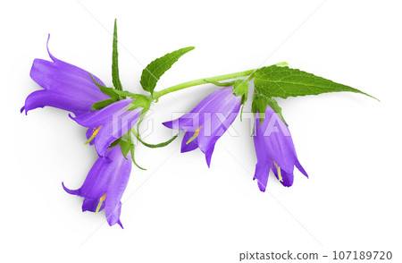 Campanula flower isolated on white background. Top view. Flat lay Campanula flower isolated on white background. Top view. Flat lay 107189720