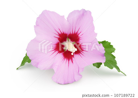 Pink hibiscus flower isolated on white background Pink hibiscus flower isolated on white background 107189722