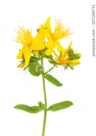 saint john's wort or Hypericum flowers isolated on white background saint john's wort or Hypericum flowers isolated on white background 107189731