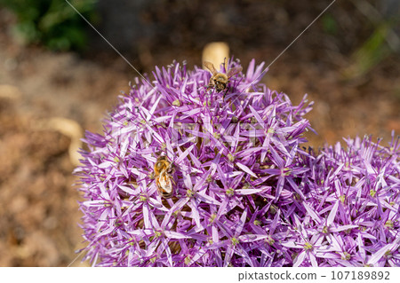 Allium Giganteum Violet Flower Ball, Blooming Onion Allium Giganteum Violet Flower Ball, Blooming Onion 107189892
