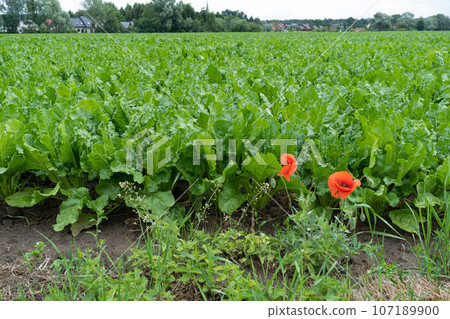 Sugar Beet Field, Turnips, Rutabagas, Young Beets Leaves, Sugar Beet Agriculture Landscape Sugar Beet Field, Turnips, Rutabagas, Young Beets Leaves, Sugar Beet Agriculture Landscape 107189900