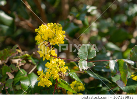 Macro Photo of Forsythia Flowers, Yellow Blooming Texture on Blue Sky Background, Flowering Forsythia 107189982