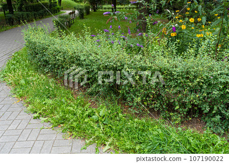 Green Hedge Texture Background, Leaves Wallpaper, Foliage Pattern, Green Plant Wall Mockup Green Hedge Texture Background, Leaves Wallpaper, Foliage Pattern, Green Plant Wall Mockup 107190022