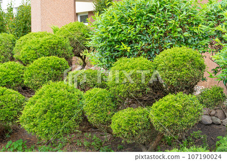 Green Hedge Texture Background, Leaves Wallpaper, Foliage Pattern, Green Plant Wall Mockup Green Hedge Texture Background, Leaves Wallpaper, Foliage Pattern, Green Plant Wall Mockup 107190024