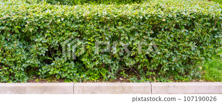 Green Hedge Texture Background, Leaves Wallpaper, Foliage Pattern, Green Plant Wall Mockup Green Hedge Texture Background, Leaves Wallpaper, Foliage Pattern, Green Plant Wall Mockup 107190026