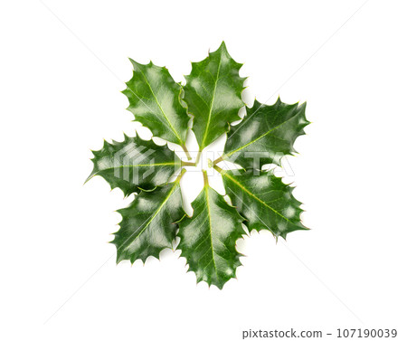 Holly Berries Leaves, Holy Berry Leaf, European Ilex Branch, Christmas Decoration Holly Berries Leaves, Holy Berry Leaf, European Ilex Branch, Christmas Decoration 107190039