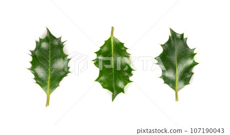 Holly Berries Leaves, Holy Berry Leaf, European Ilex Branch, Christmas Decoration Holly Berries Leaves, Holy Berry Leaf, European Ilex Branch, Christmas Decoration 107190043