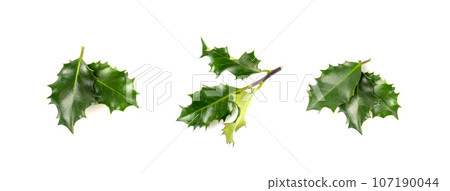 Holly Berries Leaves, Holy Berry Leaf, European Ilex Branch, Christmas Decoration Holly Berries Leaves, Holy Berry Leaf, European Ilex Branch, Christmas Decoration 107190044